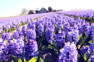 Lavender Field - Obrázkek zdarma pro 1440x900