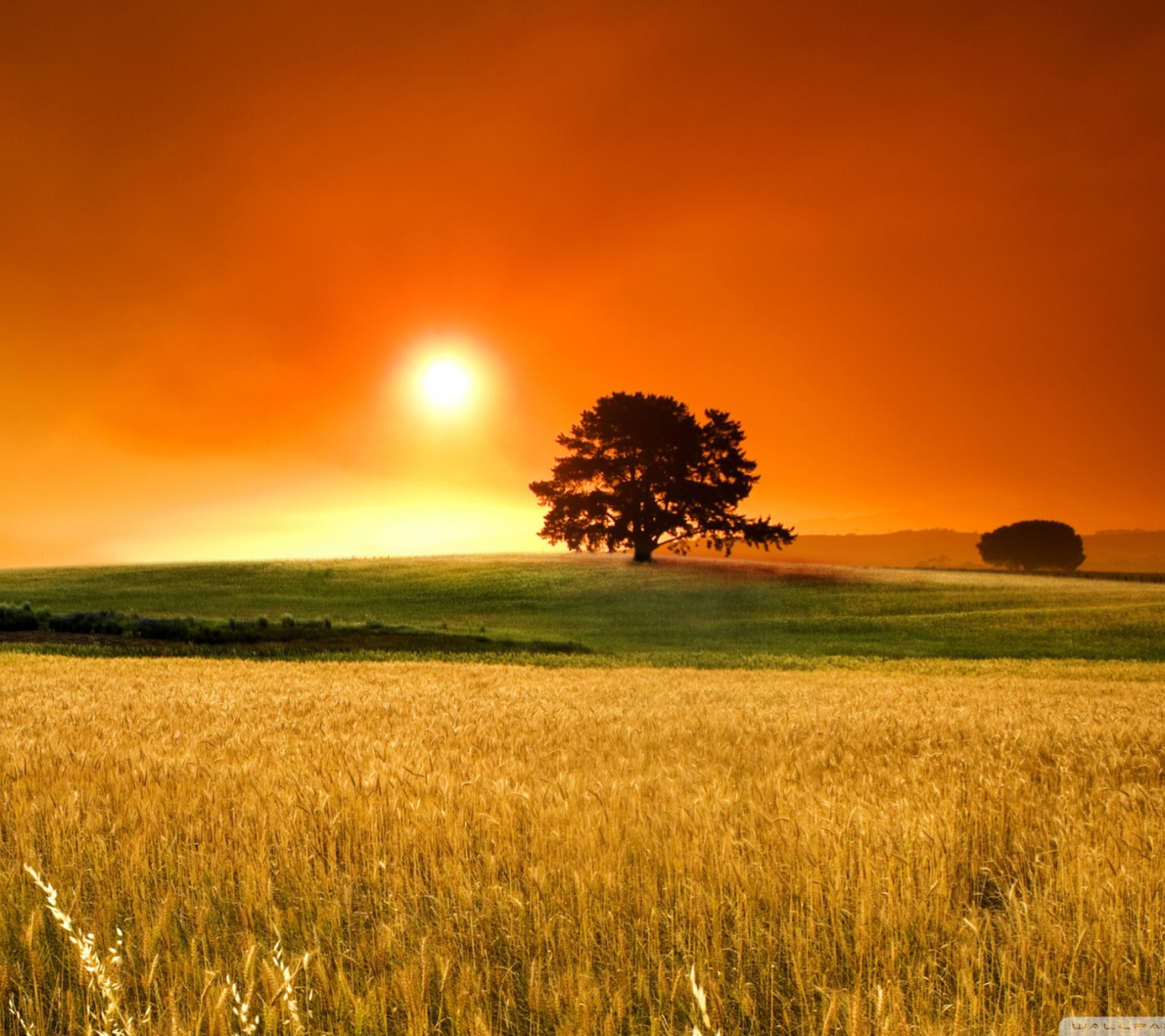 Screenshot №1 pro téma Summer Sunset 1440x1280