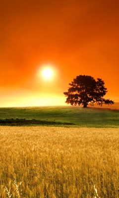 Summer Sunset screenshot #1 240x400