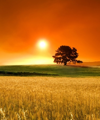 Summer Sunset sfondi gratuiti per 640x1136