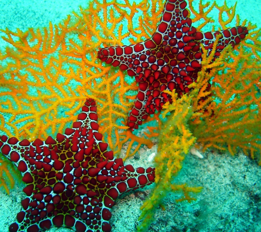 Starfish wallpaper 1080x960