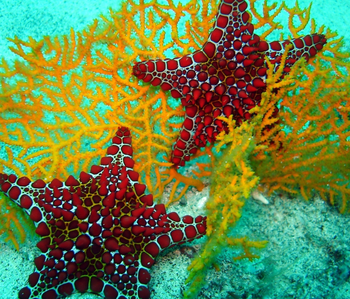 Sfondi Starfish 1200x1024