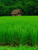 Screenshot №1 pro téma House In Fields Of Green 132x176