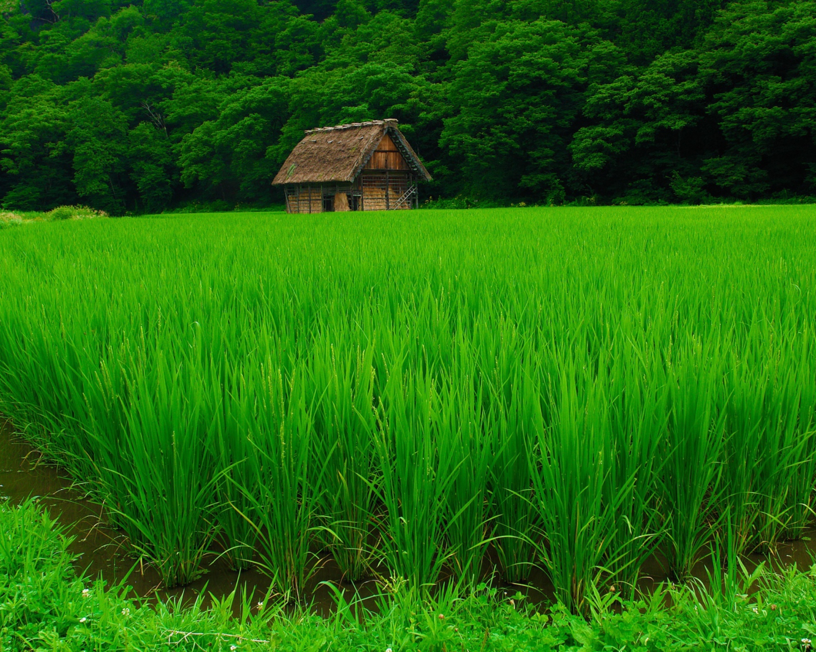 Screenshot №1 pro téma House In Fields Of Green 1600x1280