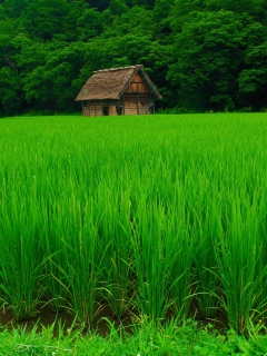 Screenshot №1 pro téma House In Fields Of Green 240x320