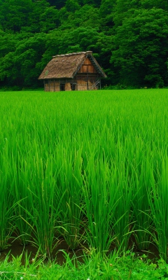 Screenshot №1 pro téma House In Fields Of Green 240x400