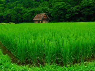 Screenshot №1 pro téma House In Fields Of Green 320x240