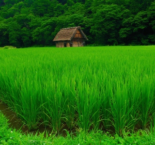 House In Fields Of Green - Obrázkek zdarma pro 2048x2048
