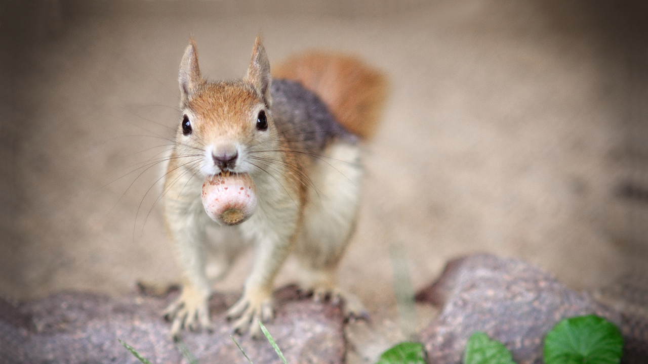 Funny Squirrel With Nut wallpaper 1280x720