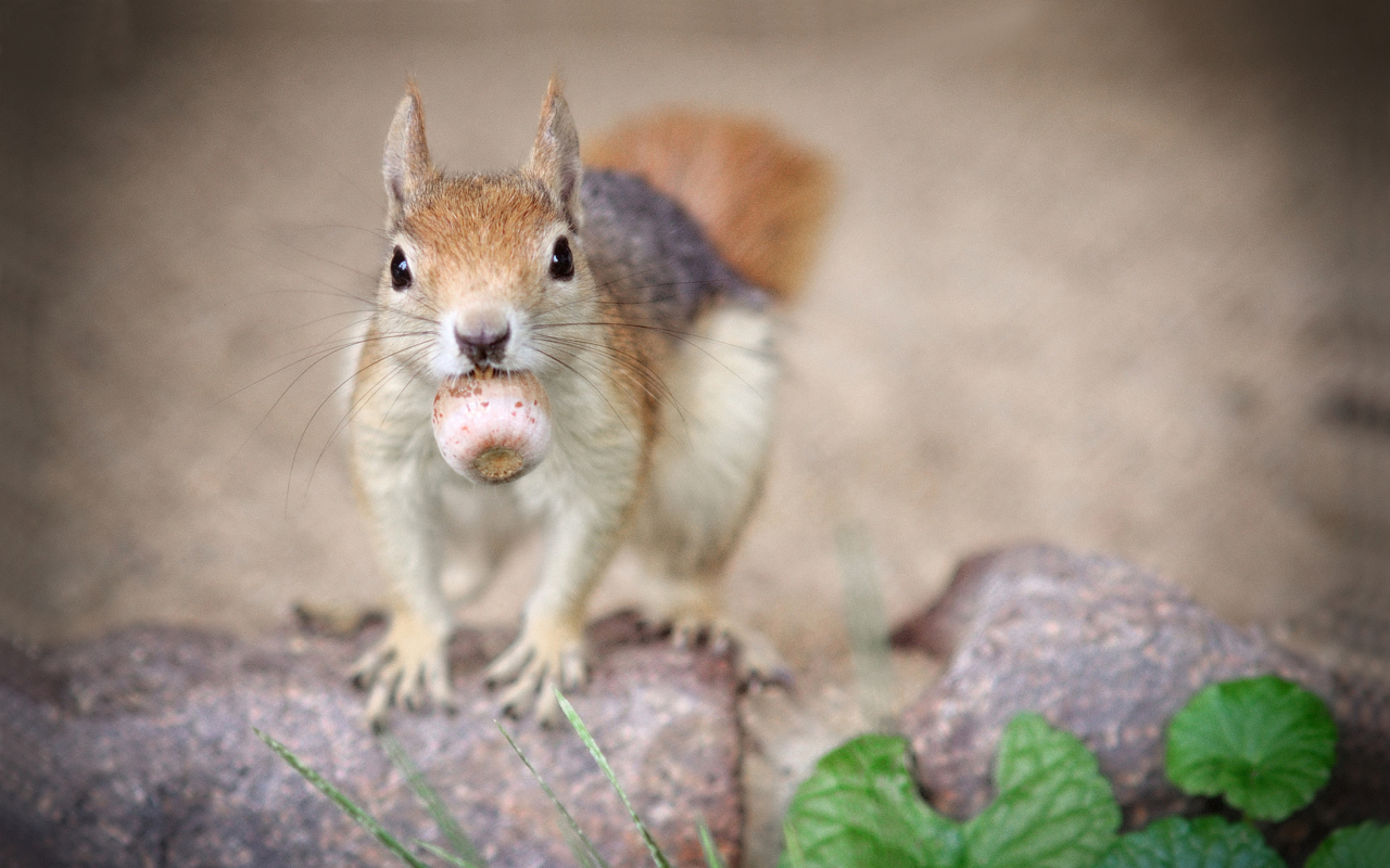 Обои Funny Squirrel With Nut 1280x800