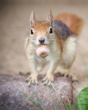 Fondo de pantalla Funny Squirrel With Nut 128x160