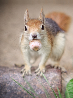 Обои Funny Squirrel With Nut 240x320