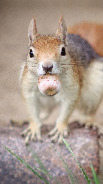 Обои Funny Squirrel With Nut 360x640