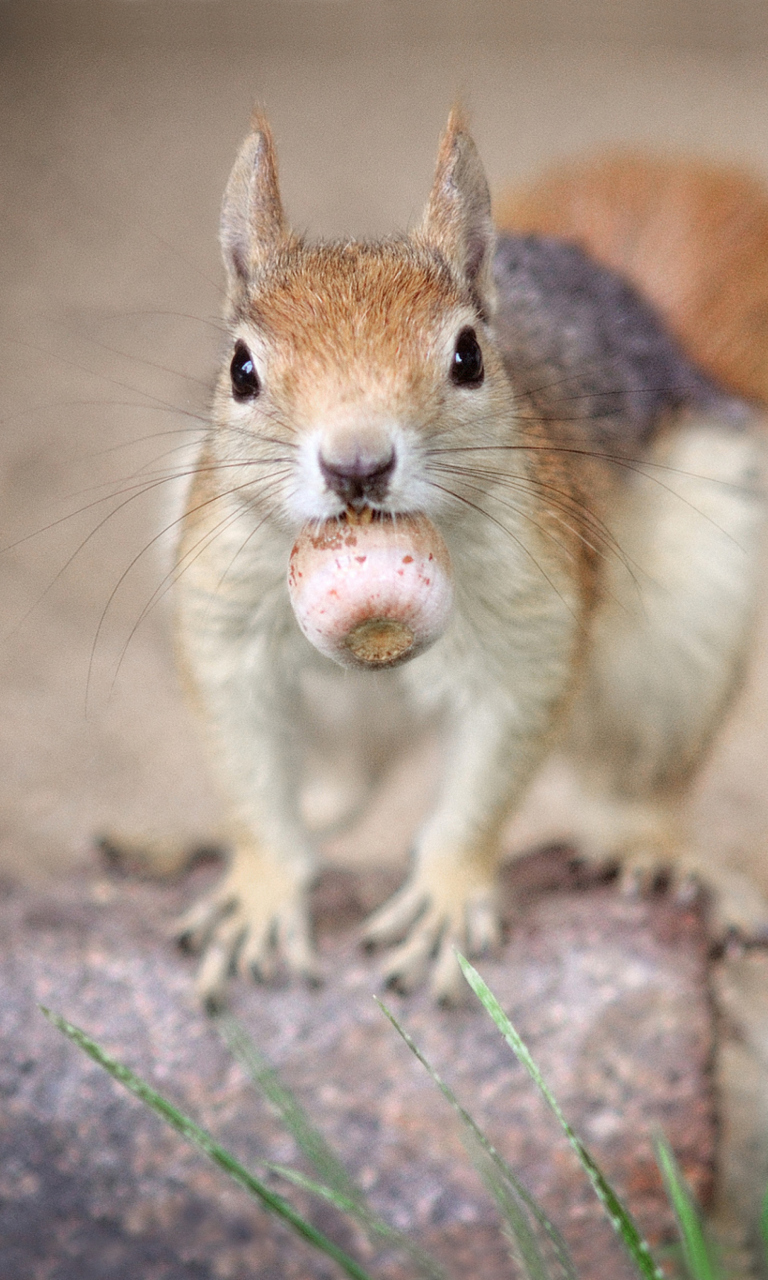 Funny Squirrel With Nut wallpaper 768x1280