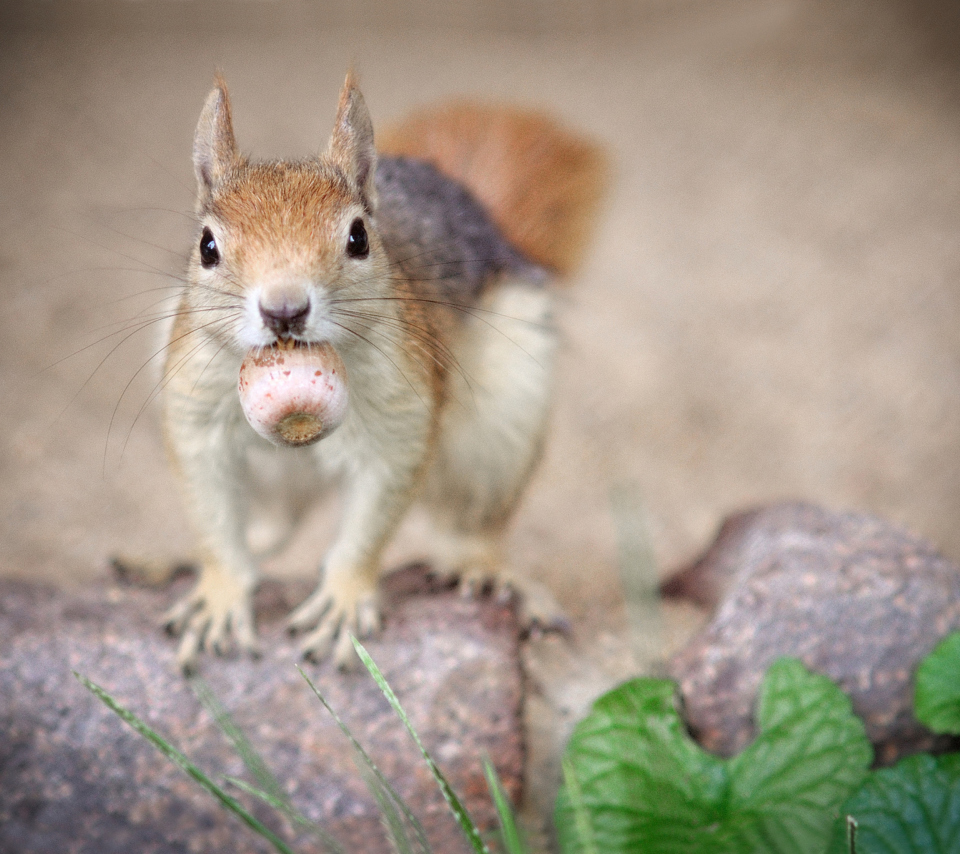 Screenshot №1 pro téma Funny Squirrel With Nut 960x854