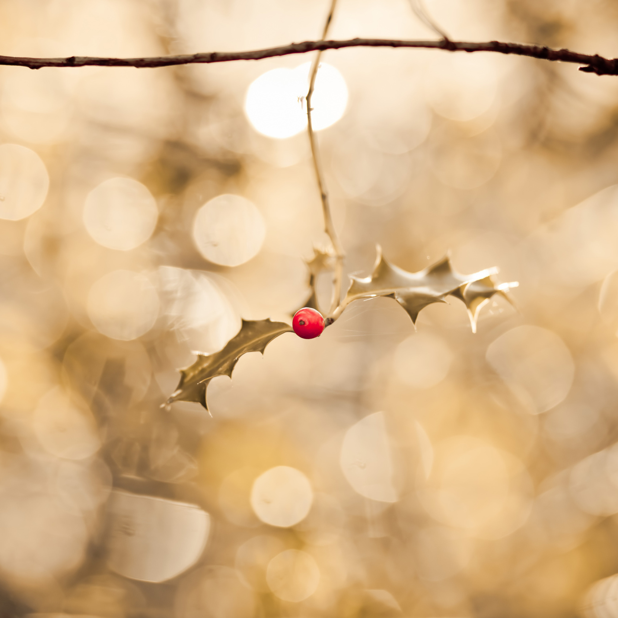 Frosted Berries wallpaper 2048x2048