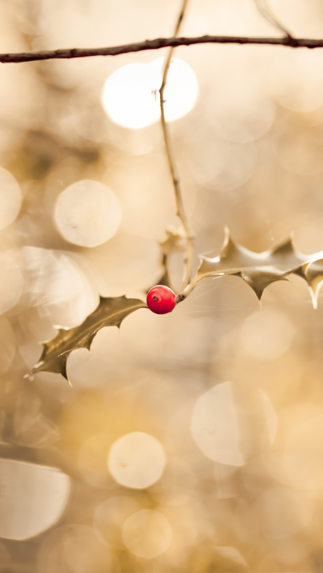 Frosted Berries wallpaper 640x1136