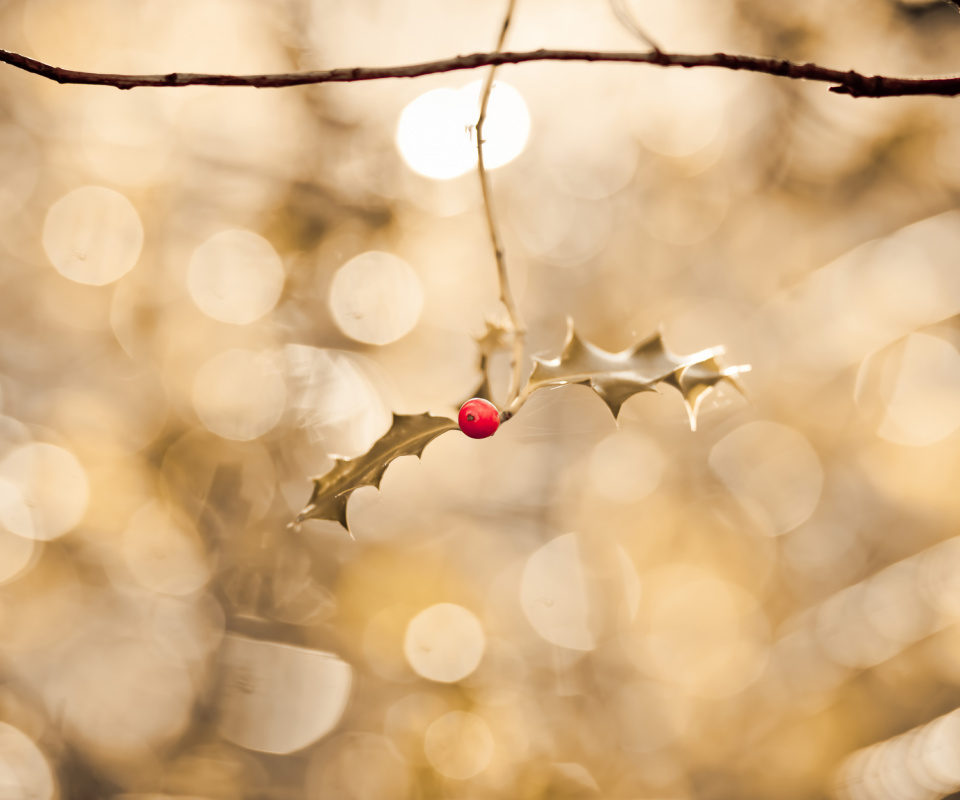 Frosted Berries wallpaper 960x800