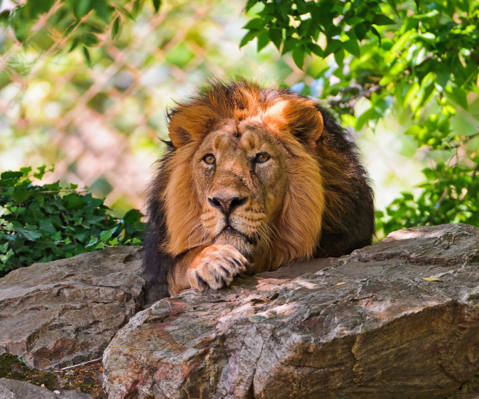 Lion Country screenshot #1 960x800