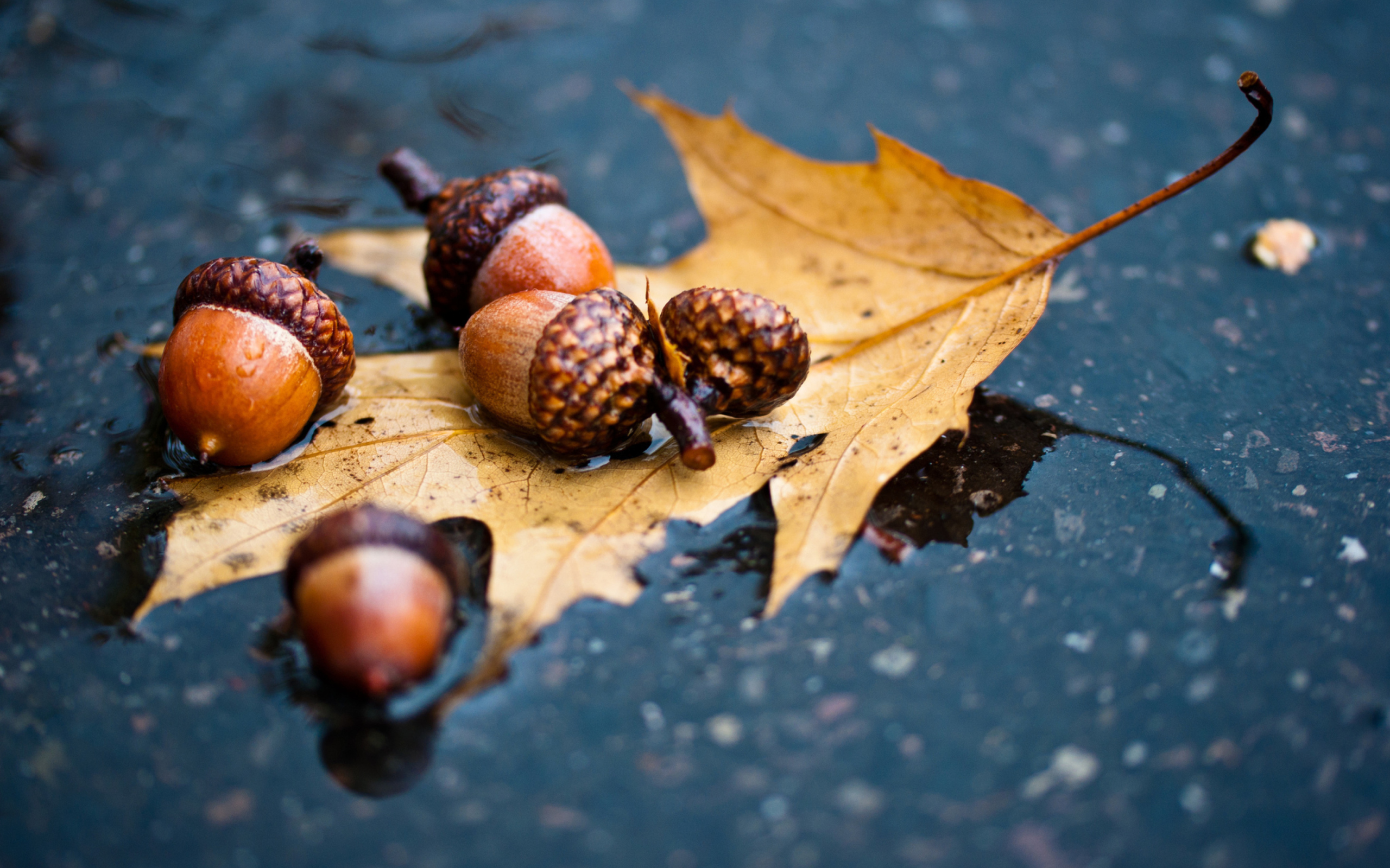 Screenshot №1 pro téma Autumn Leaf And Acorn 2560x1600