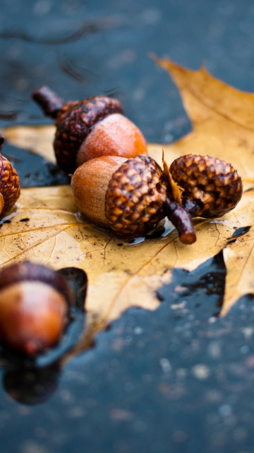 Das Autumn Leaf And Acorn Wallpaper 360x640