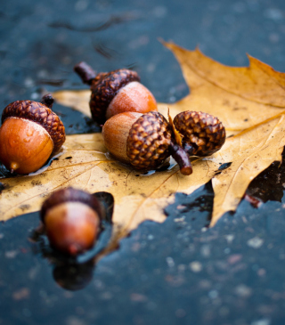 Autumn Leaf And Acorn - Obrázkek zdarma pro 128x160