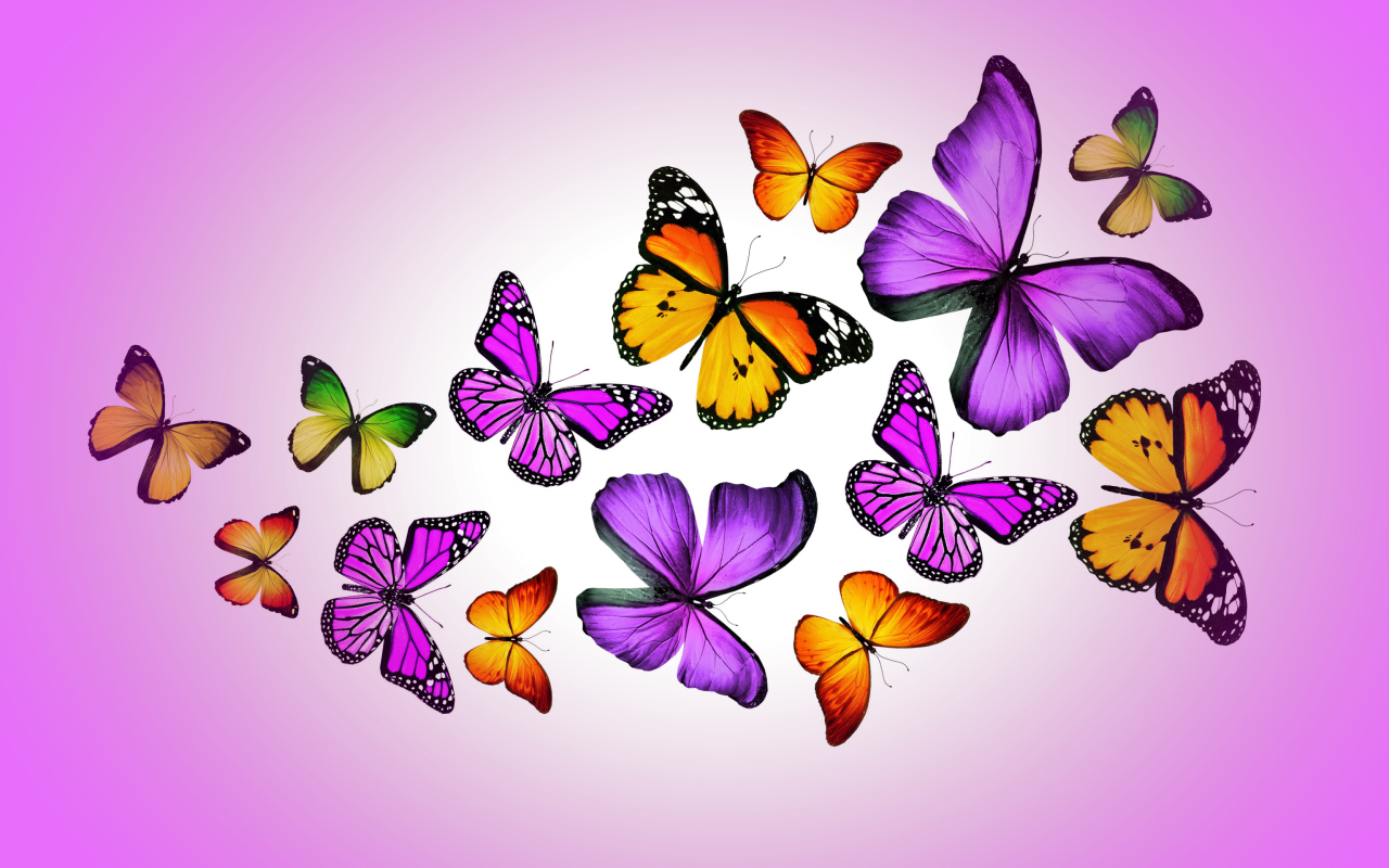 Screenshot №1 pro téma Orange And Purple Butterflies 1280x800