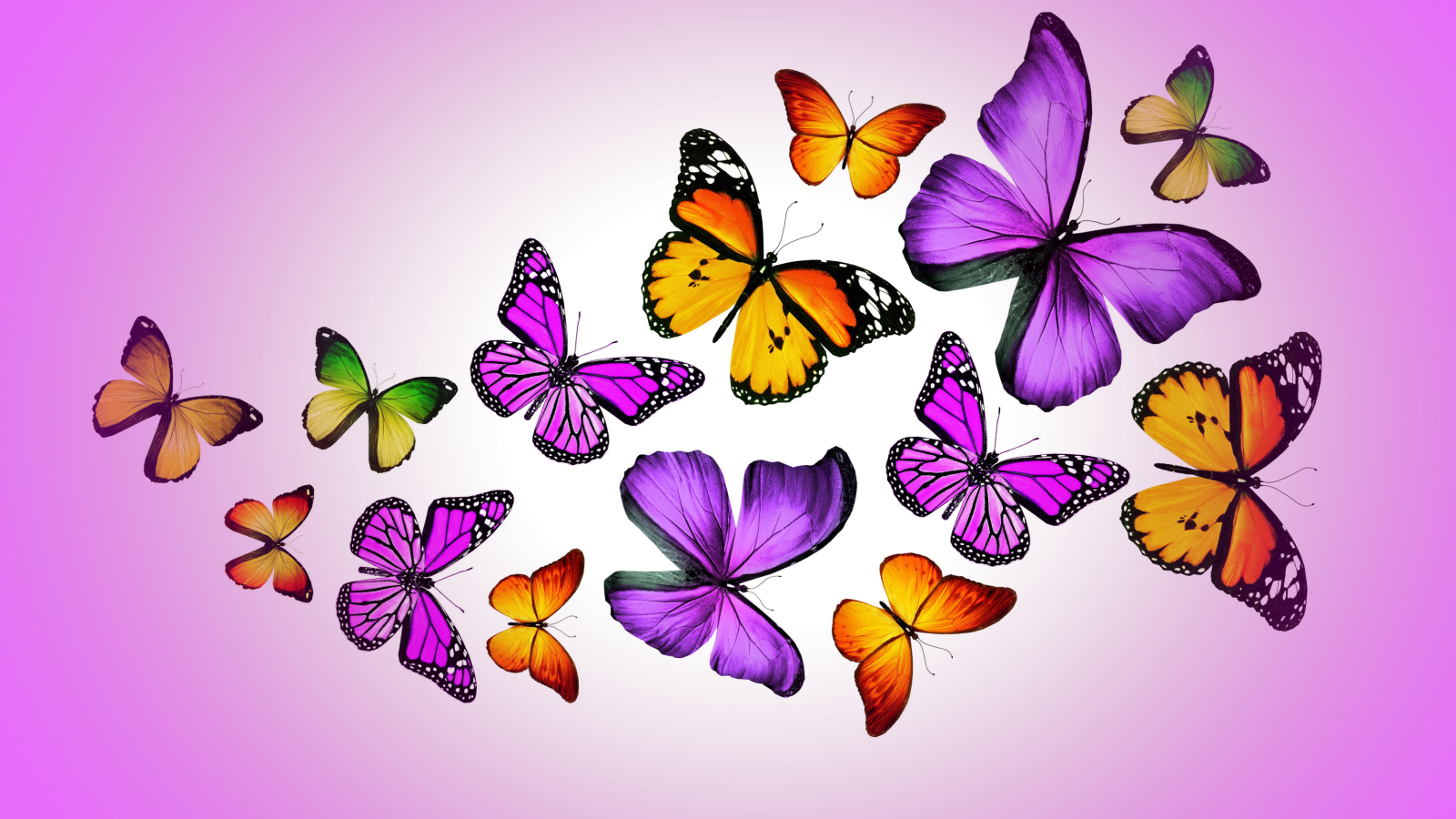 Screenshot №1 pro téma Orange And Purple Butterflies 1600x900