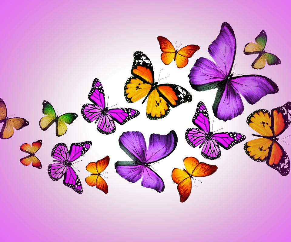 Orange And Purple Butterflies screenshot #1 960x800