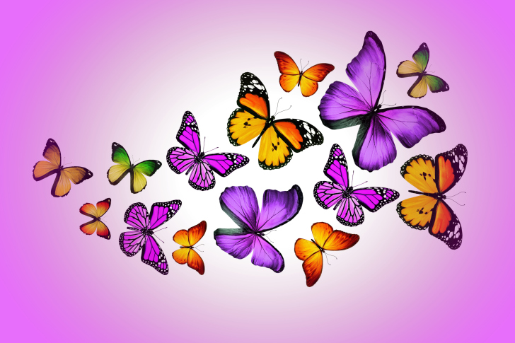 Обои Orange And Purple Butterflies