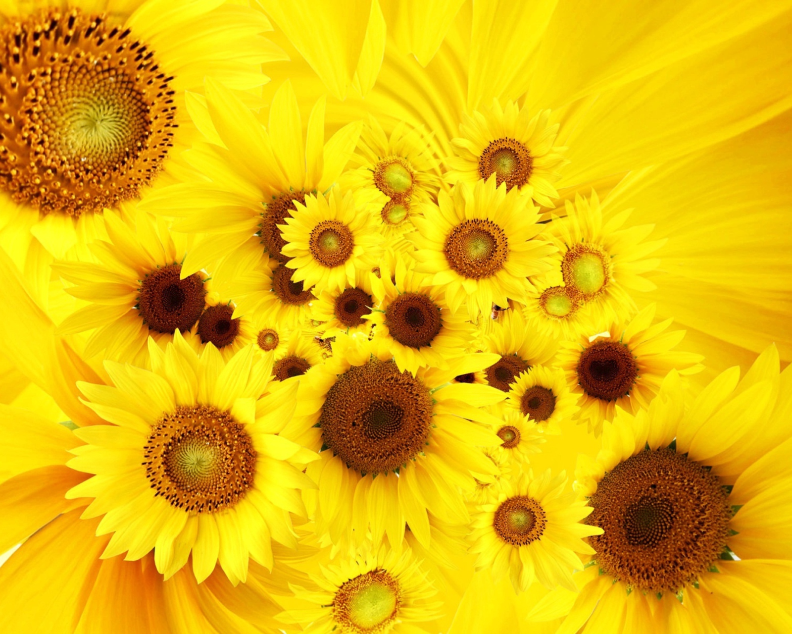 Screenshot №1 pro téma Cool Sunflowers 1600x1280