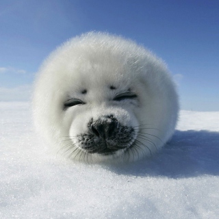 White Seal Background for iPad