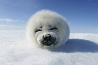 White Seal Background for Android, iPhone and iPad