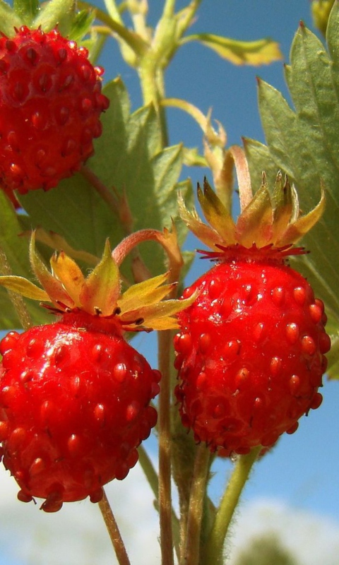 Strawberry Field screenshot #1 480x800