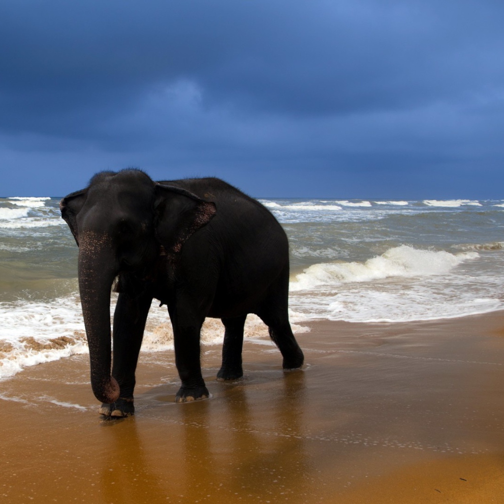 Das Elephant On Beach Wallpaper 1024x1024