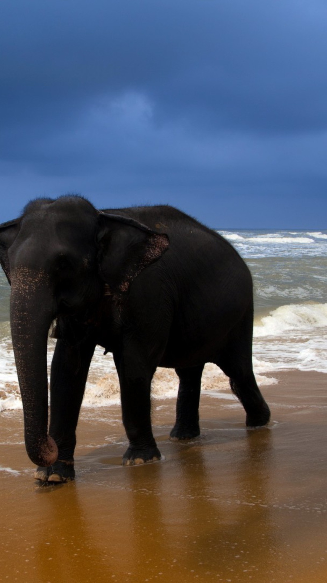 Screenshot №1 pro téma Elephant On Beach 1080x1920