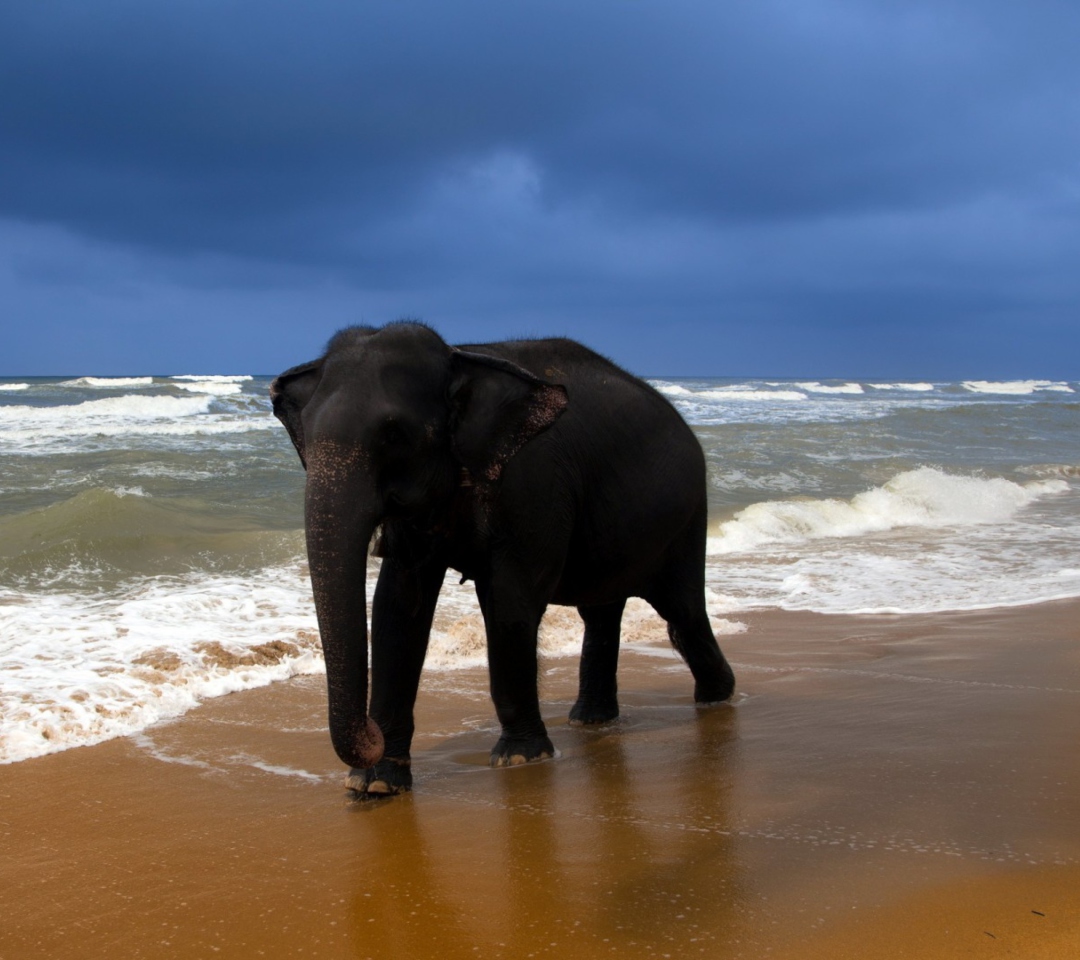Das Elephant On Beach Wallpaper 1080x960