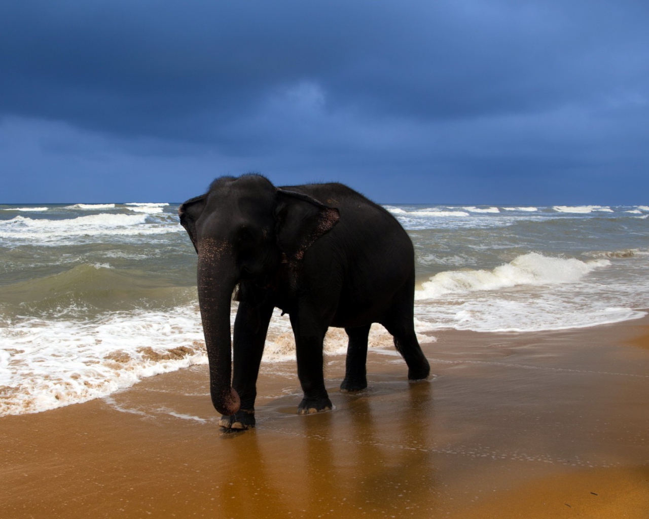 Das Elephant On Beach Wallpaper 1280x1024