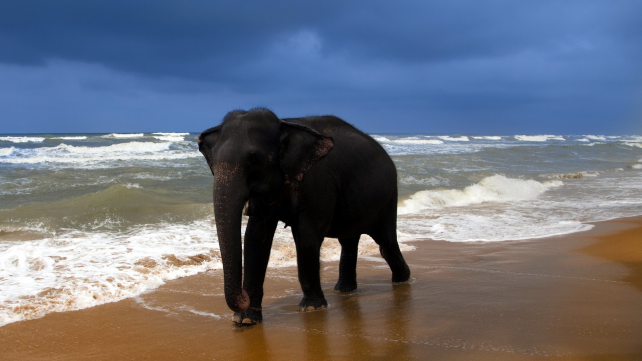 Elephant On Beach wallpaper 1280x720