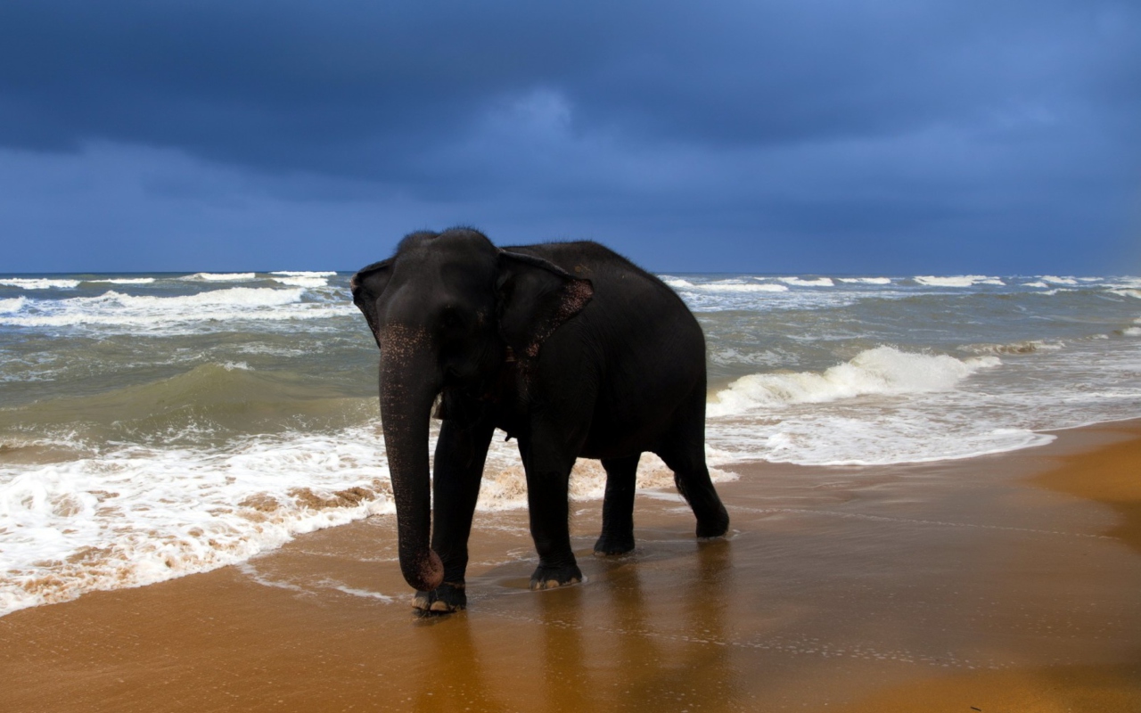 Elephant On Beach wallpaper 1280x800