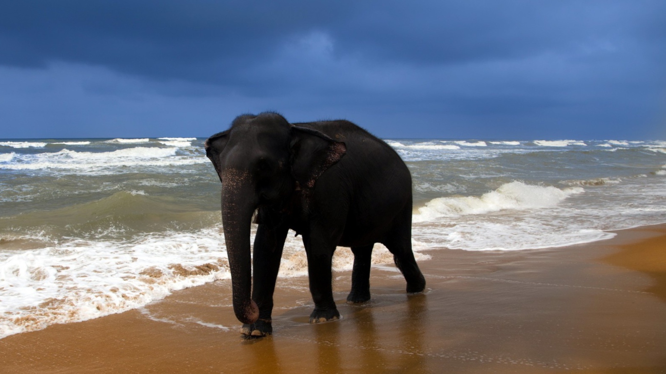 Fondo de pantalla Elephant On Beach 1366x768