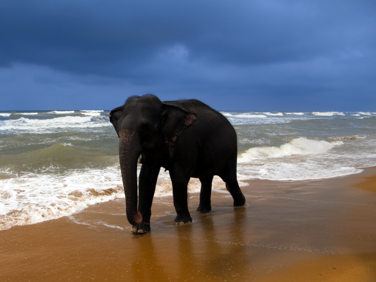 Обои Elephant On Beach 1600x1200