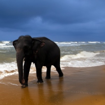 Screenshot №1 pro téma Elephant On Beach 208x208