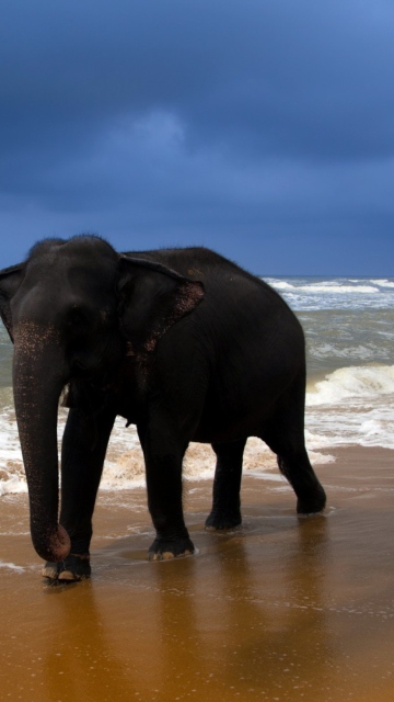 Fondo de pantalla Elephant On Beach 360x640