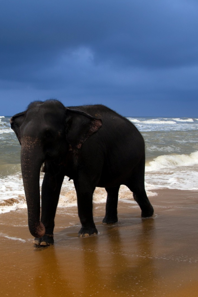 Обои Elephant On Beach 640x960