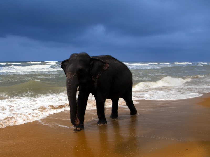 Fondo de pantalla Elephant On Beach 800x600