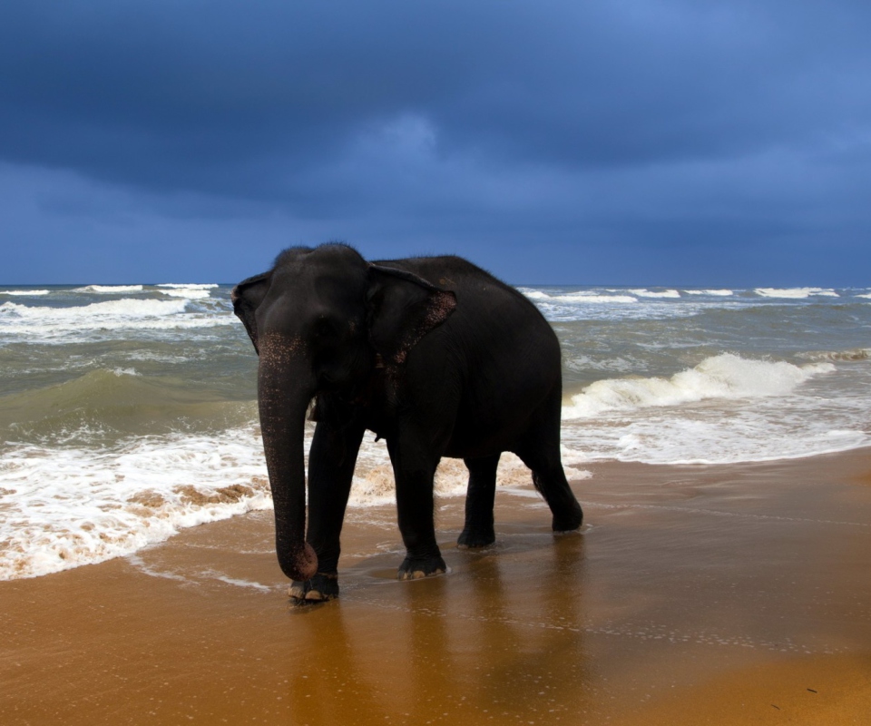 Обои Elephant On Beach 960x800