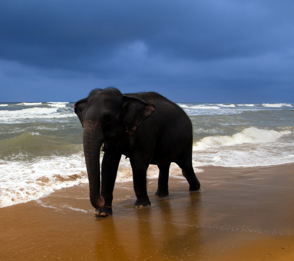 Fondo de pantalla Elephant On Beach 960x854