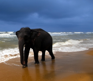 Elephant On Beach - Obrázkek zdarma pro 208x208