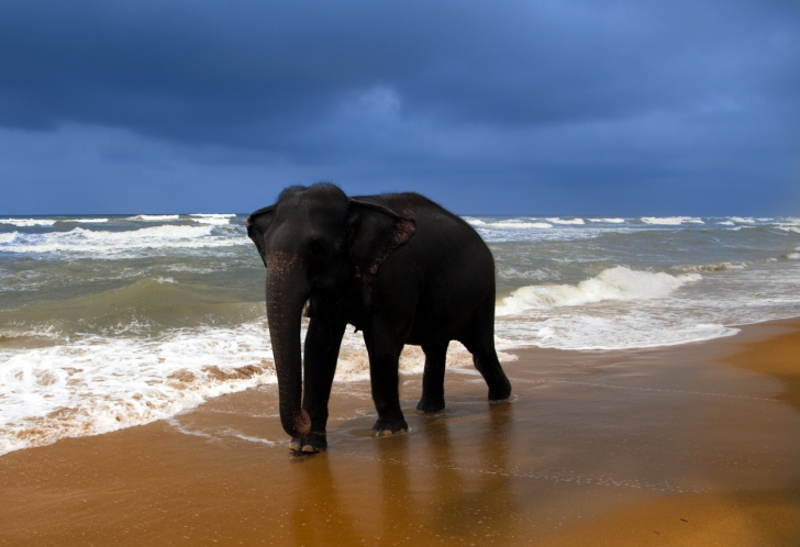 Elephant On Beach wallpaper